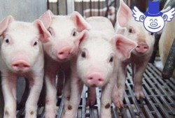 猪哥哥天天爆料视频大全