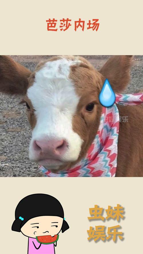 娱乐吃瓜酱是哪里人